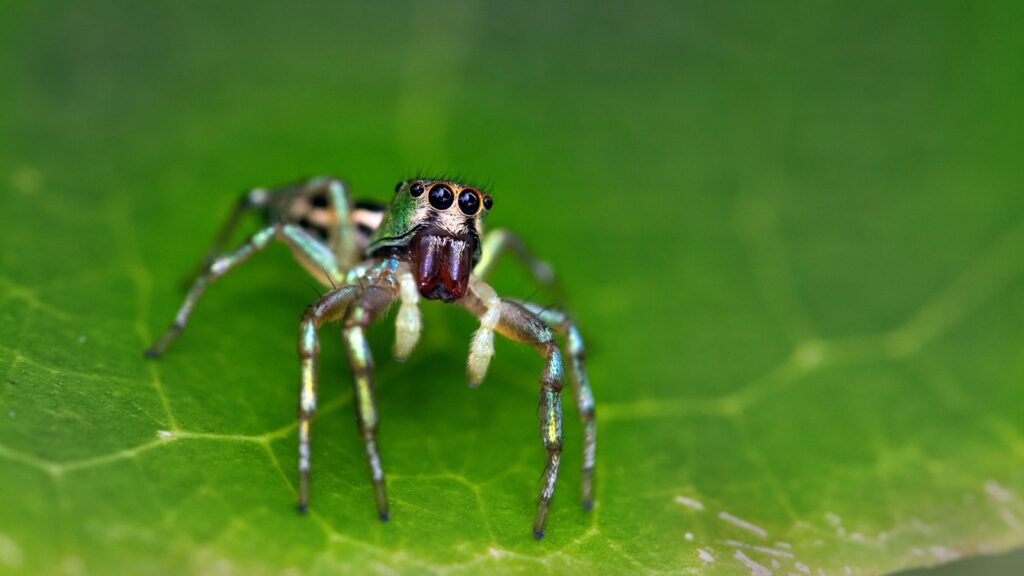 Macro view of a jumping spider with iridescent legs and prominent eyes on a veined green leaf.