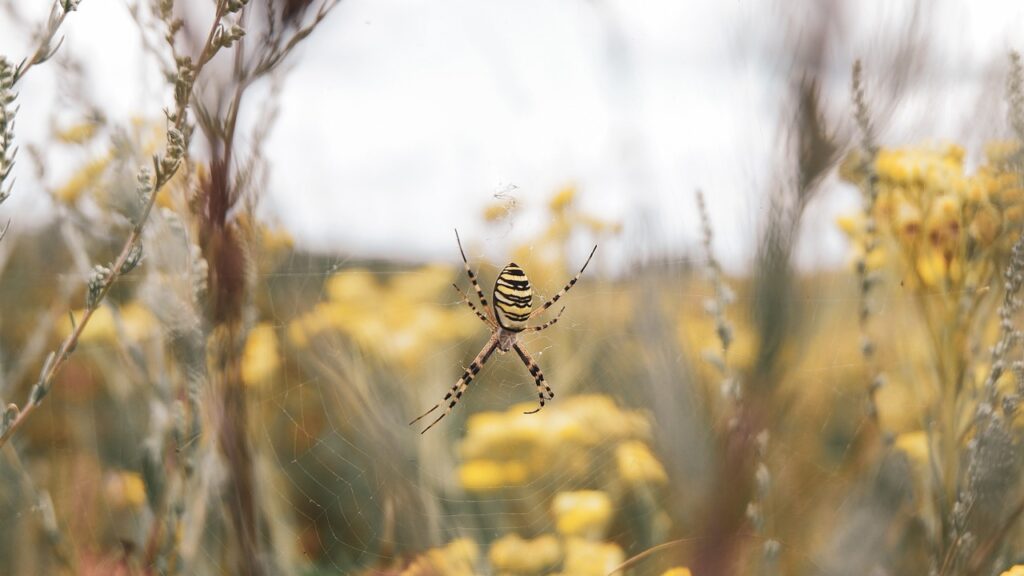Yellow Garden Spider (Argiope aurantia) suspended in its web among tall grass and yellow wildflowers, with a blurred natural background.