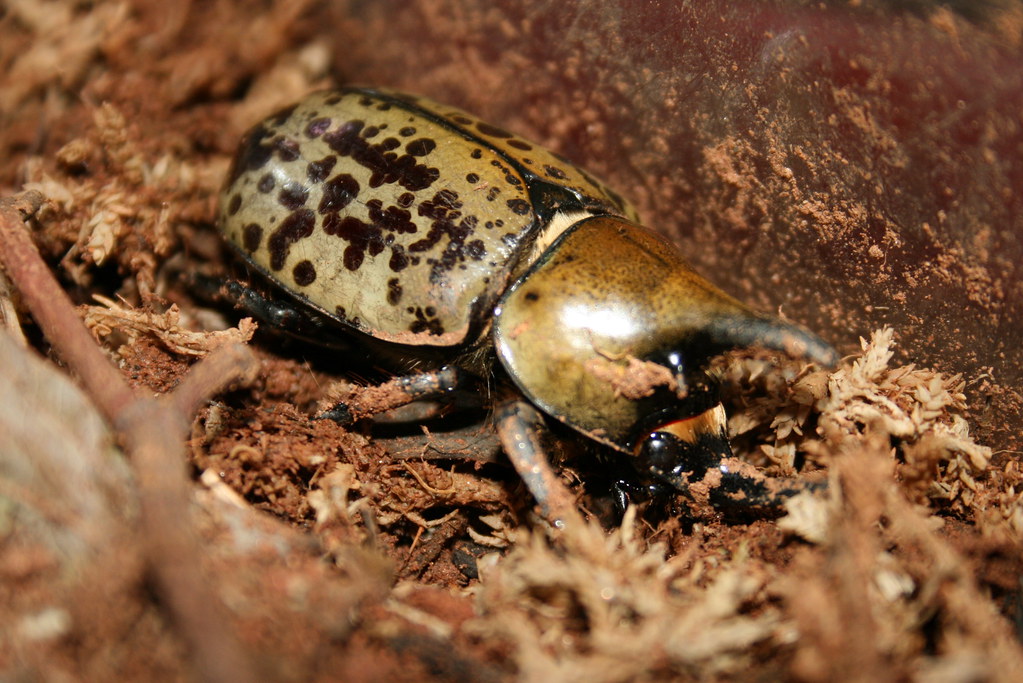 A brown beetle on the ground, showing its exterior features.