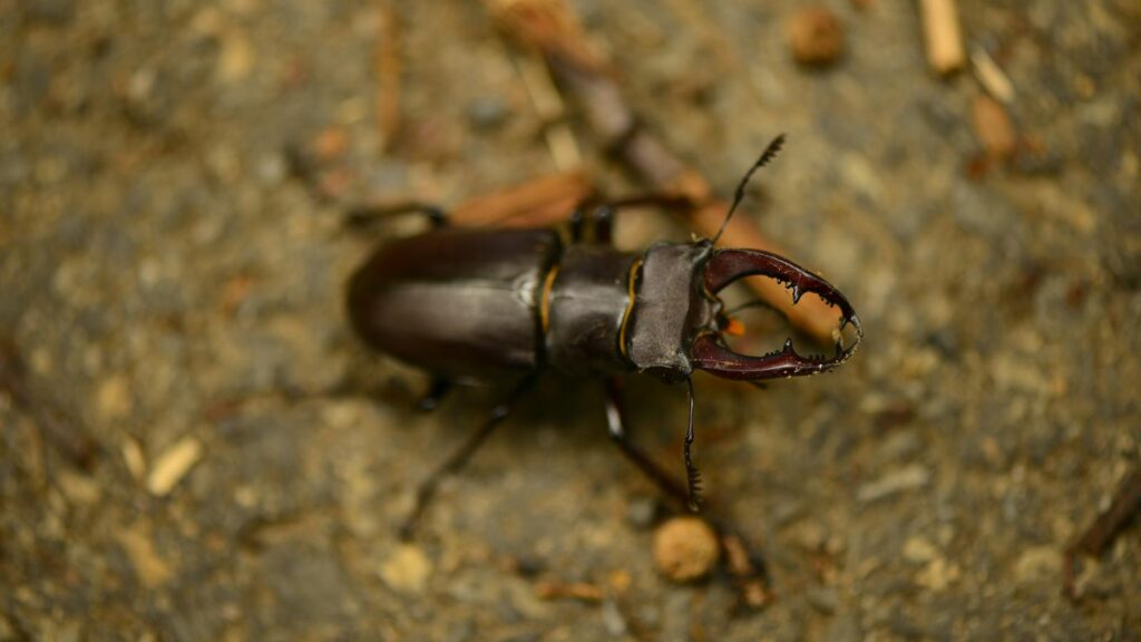 Macro image of a stag beetle with large mandibles on a natural ground surface.
