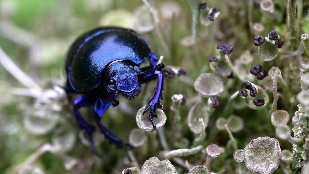 dung beetle, beetle, insect, nature, close up, macro, entomology, dung beetle, dung beetle, dung beetle, dung beetle, dung beetle, beetle
