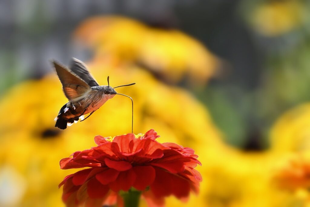 hummingbird hawk moth, moth, blossom, bloom, zinnia, flight, garden, summer, nature, moth, moth, moth, summer, summer, summer, summer, summer, nature, nature