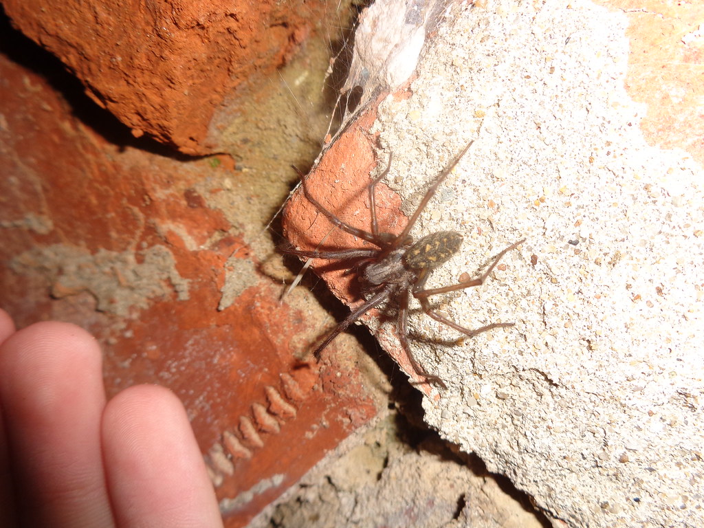 A giant house spider on a house wall.