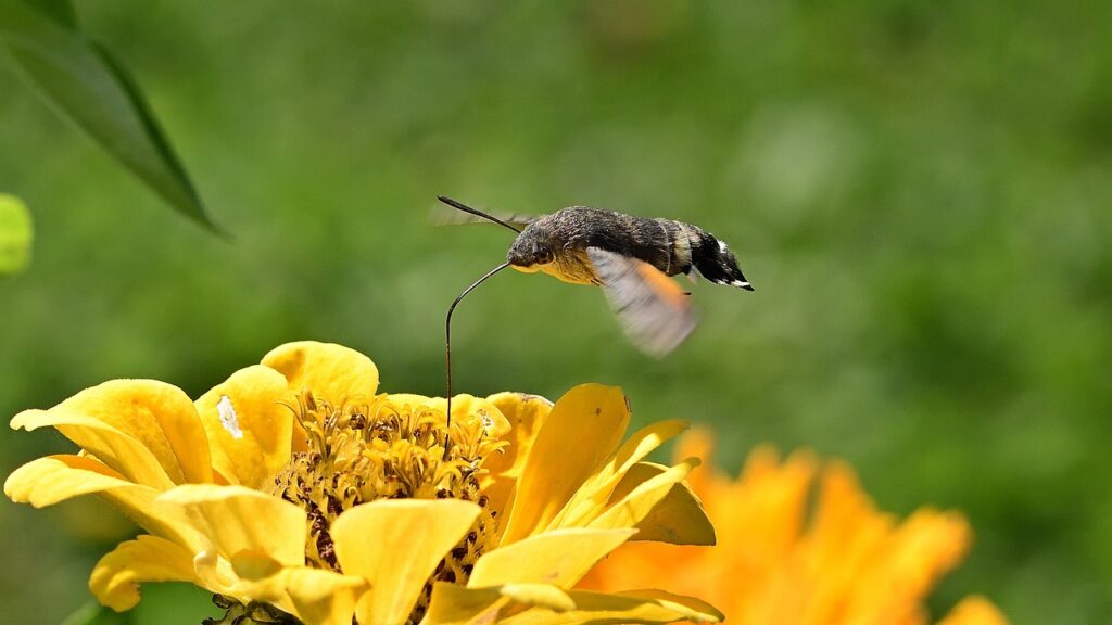 moth, hummingbird hawk moth, blossom, bloom, nature, zinnia, food, flying, garden