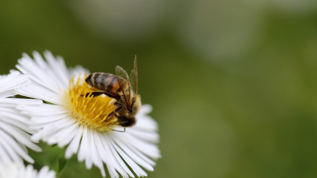 Honey bee collecting nectar from a white daisy flower.