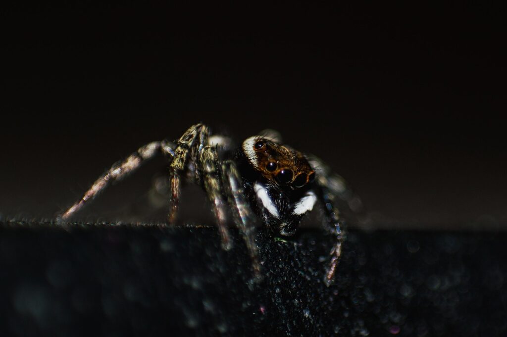 Jumping spider with white markings on a dark surface.