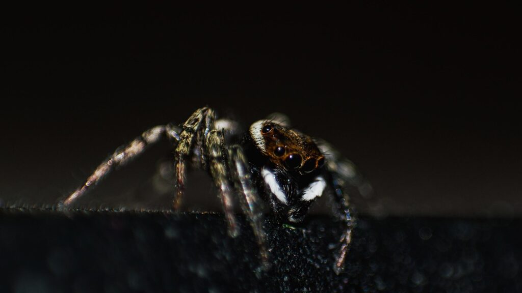 Jumping spider with large eyes and white markings on black surface.