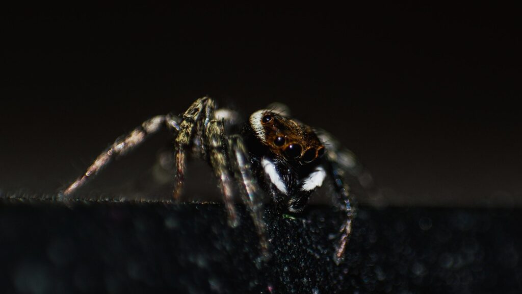 Close-up of a jumping spider in low light on a dark surface.