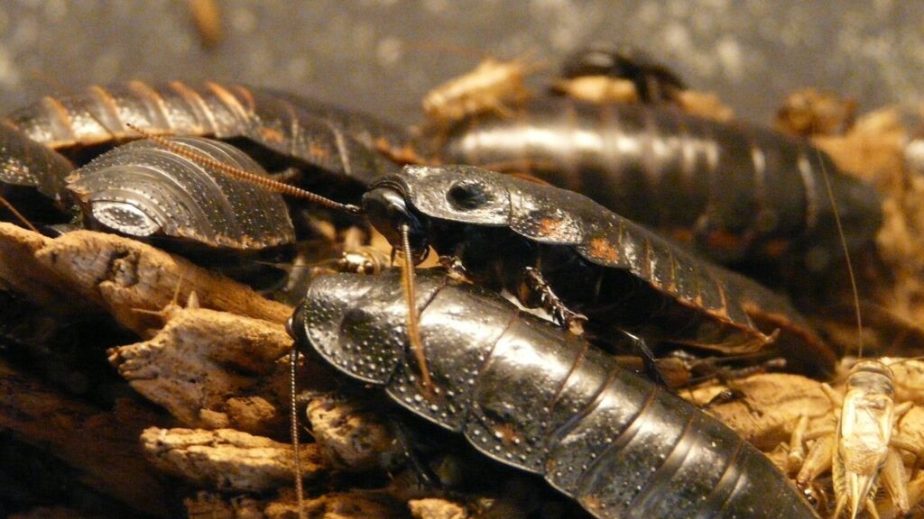 giant hissing cockroach, hissing cockroach, cockroach, insect, flying insect, tank, chitin, sensor, hissing cockroach, hissing cockroach, hissing cockroach, hissing cockroach, hissing cockroach, cockroach