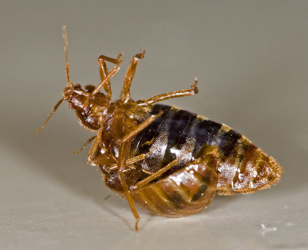 Two bed bugs (Cimex species)