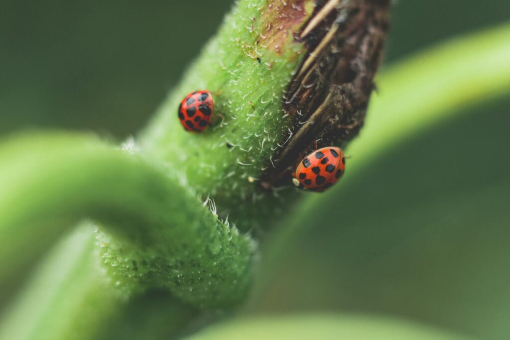 Macro shot of red ladybugs on a vibrant green plant stem, showcasing nature's tiny details.