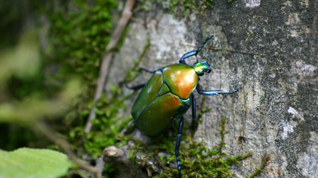 A vibrant metallic green beetle with iridescent hues climbs a moss-covered tree trunk.