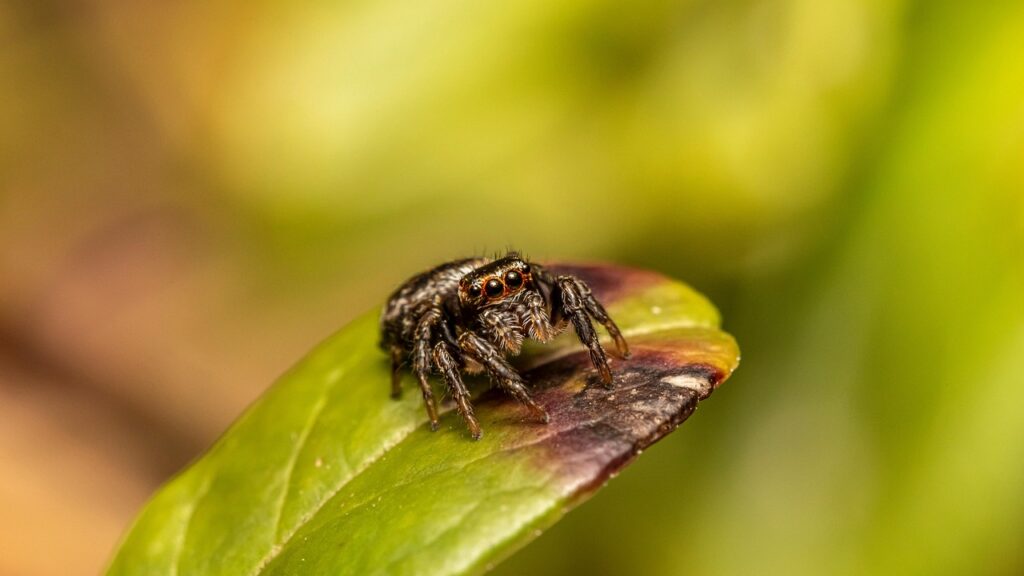 Jumping spider on a leaf tip, with blurred green background.