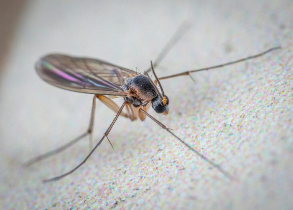 Wild gall midge fly with long legs and translucent wings with black head crawling on flat white surface of aquarium.