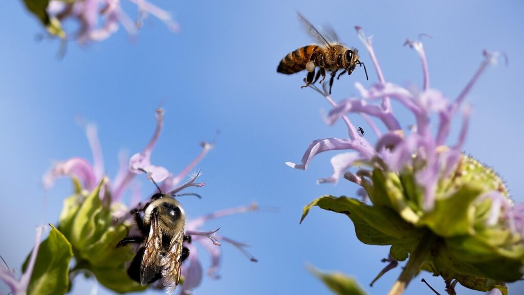 pollinators, bumblebees, bees, insects, hymenoptera, entomology, blossom, pollination, close up, macro, bees, bees, bees, bees, bees