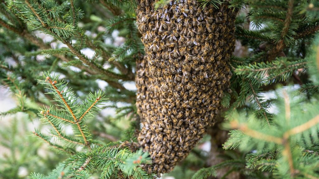 Bee swarm on tree.