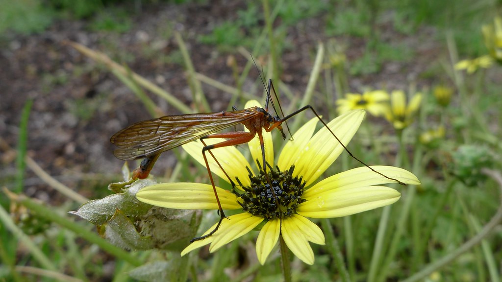 A close-up image of Hangingfly.