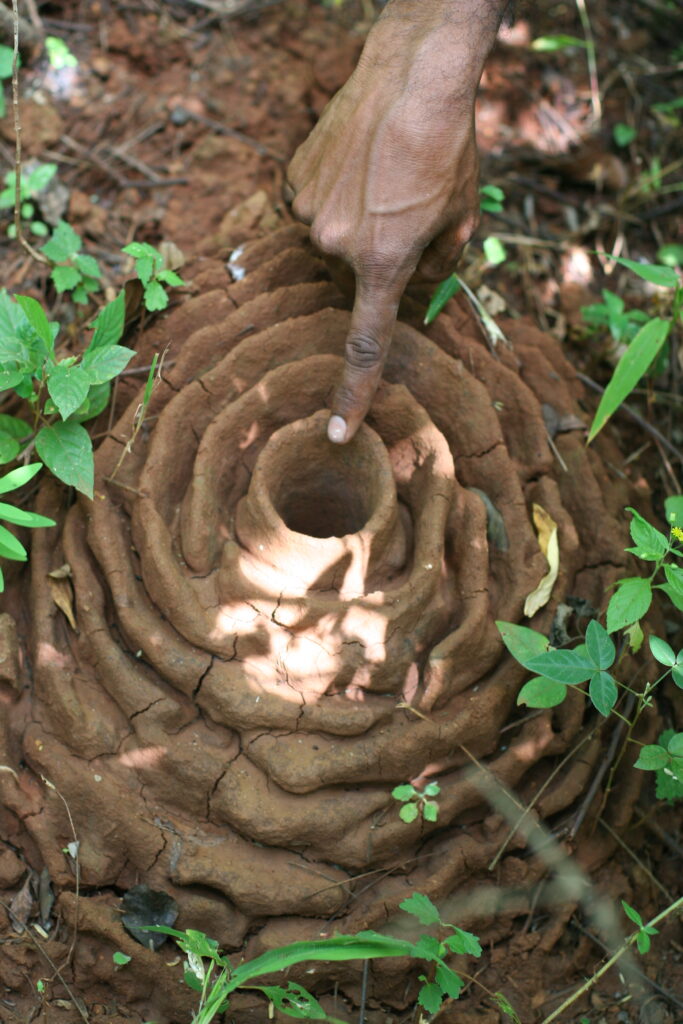 A beautiful nest made by Indian harvester ants