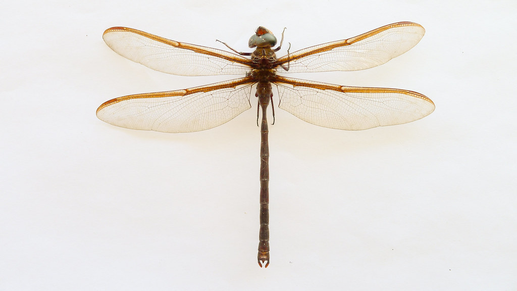 The Southern Giant Darner dragonfly