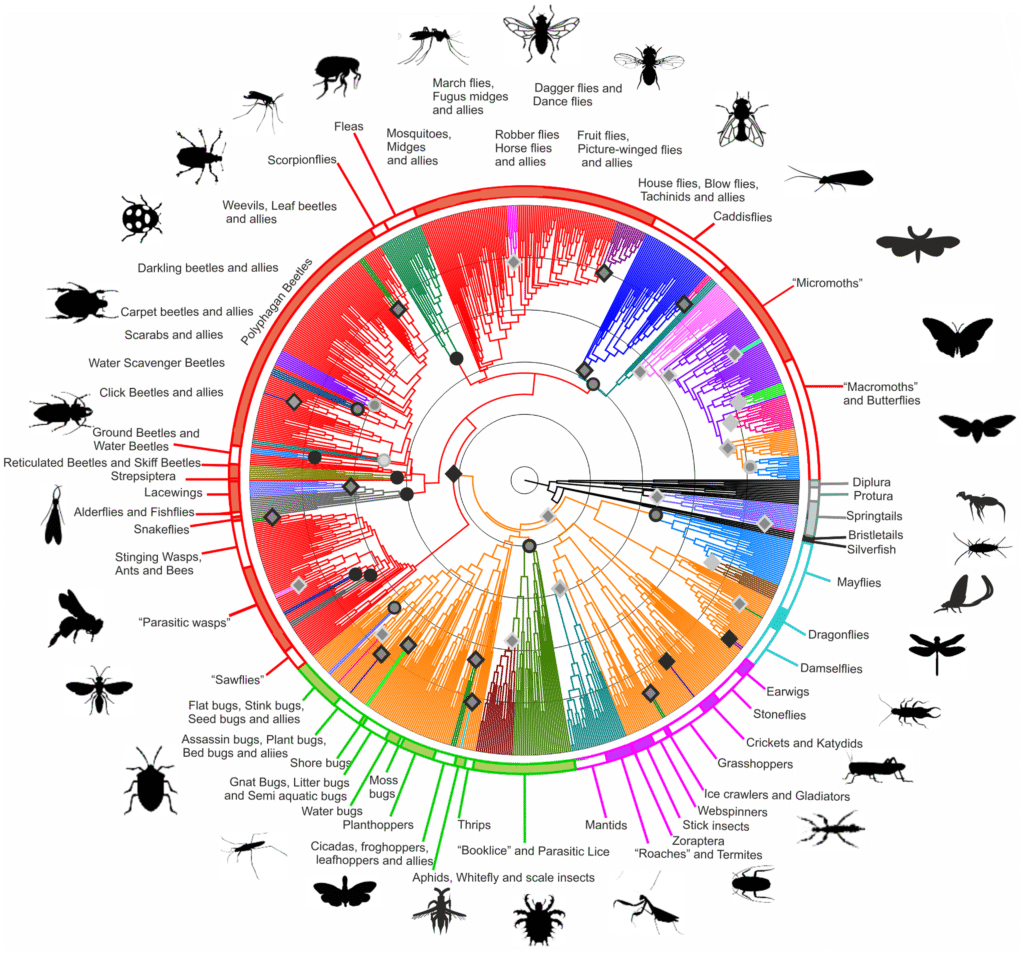 A phylogenetic tree for hexapods