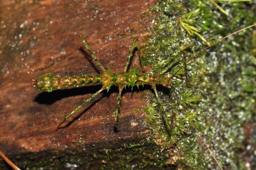 Parobrimus sp., a green stick insect