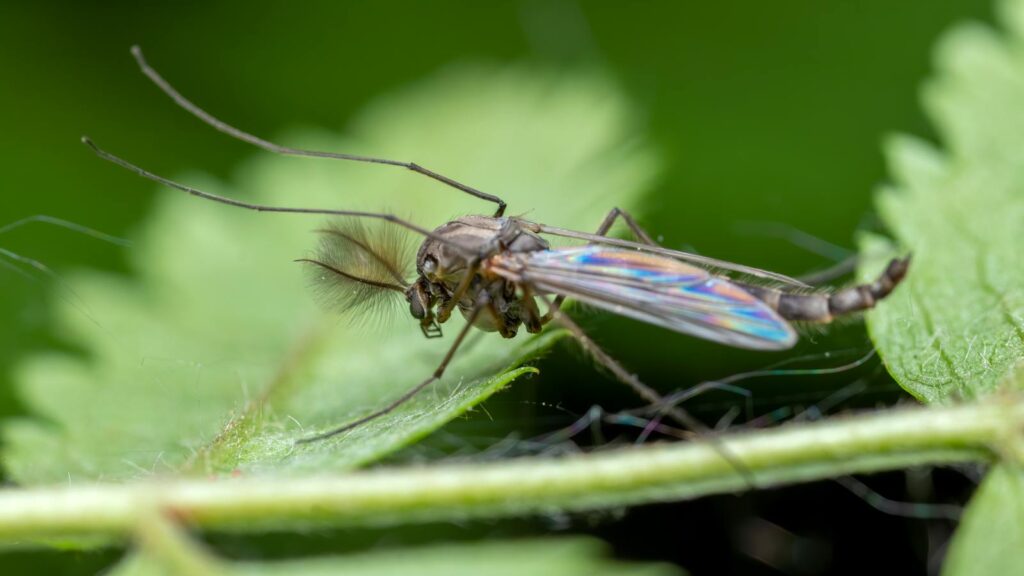 Macro shot of a Chironomidae midge perched on a green leaf, showcasing vibrant details.