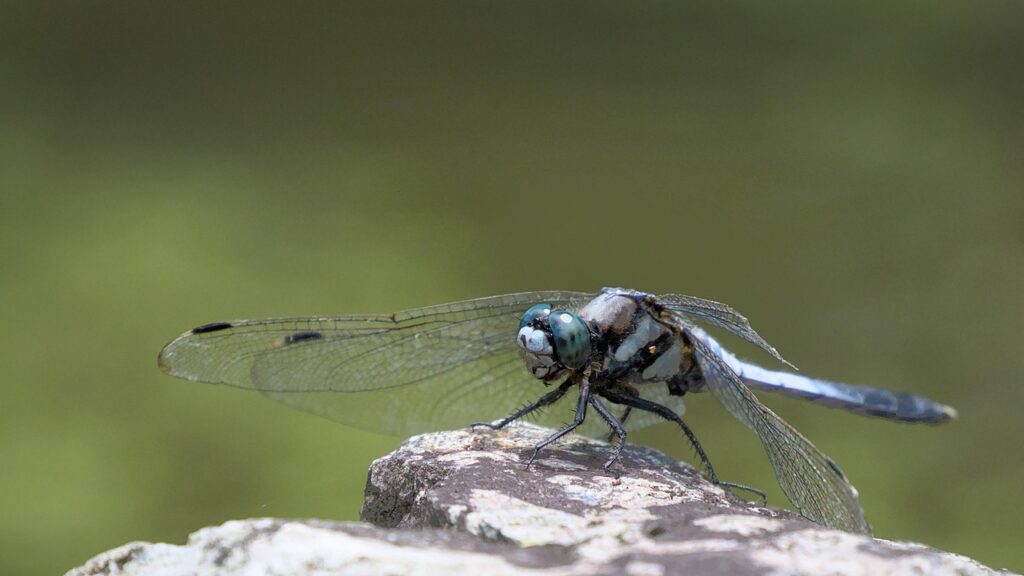 dragonfly, blue dragonfly, insect, blue arrow, wings, stone, wildlife, nature, closeup, macro