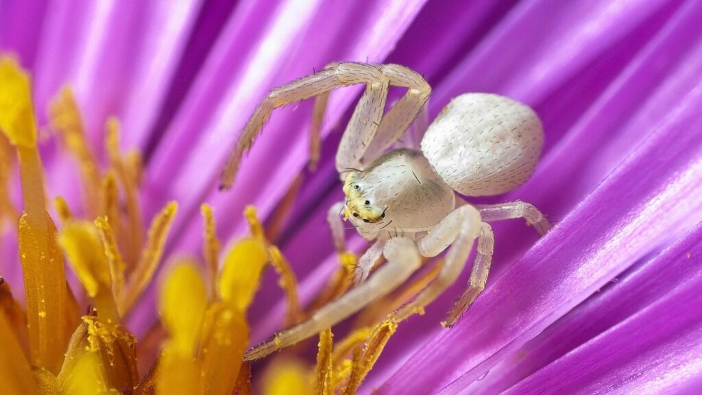 White crab spider on vibrant purple flower