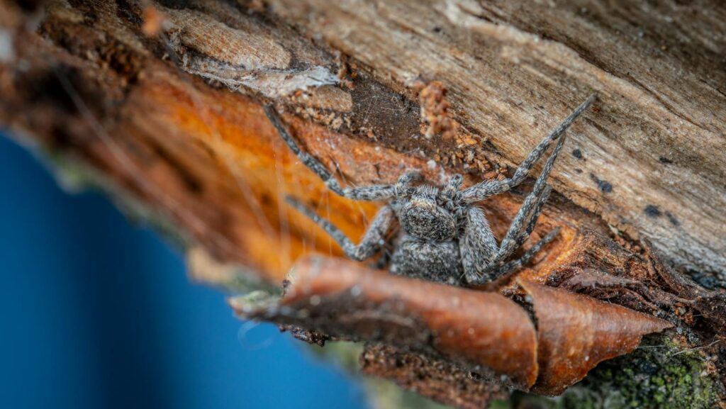 A camouflaged gray spider blends into the bark of a tree, clinging beneath a curled piece of bark.
