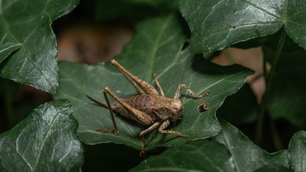 Cryptic grasshopper camouflaged on green leaf