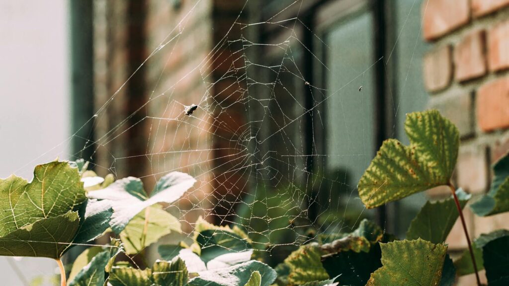 Spider on web near brick wall and leafy plants.