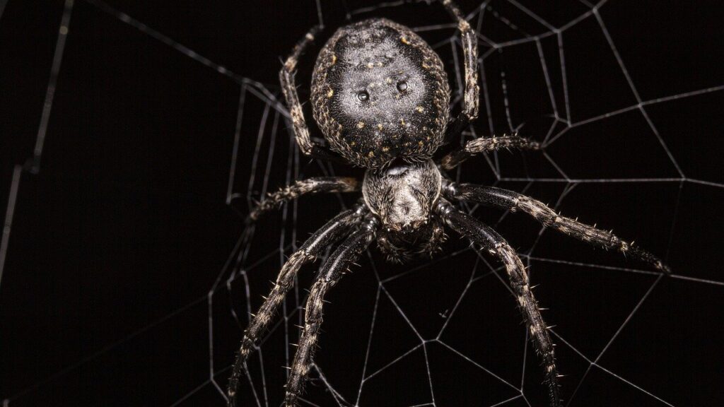 A close-up of a dark orb-weaver spider sitting at the center of its web against a black background.
