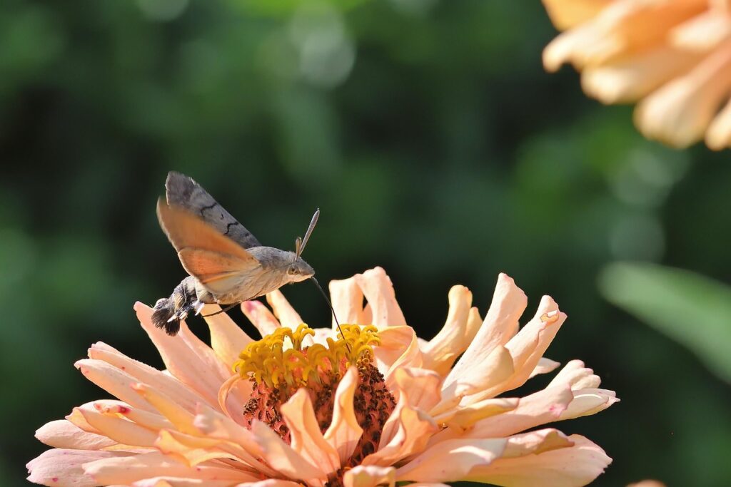 hummingbird hawk moth, moth, zinnia, blossom, bloom, insect, garden, summer, nature, hd wallpaper, flower wallpaper