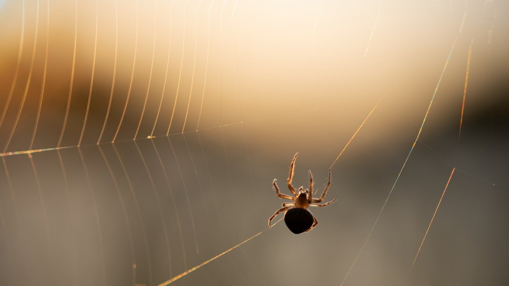 Spider hanging on a web at sunset.
