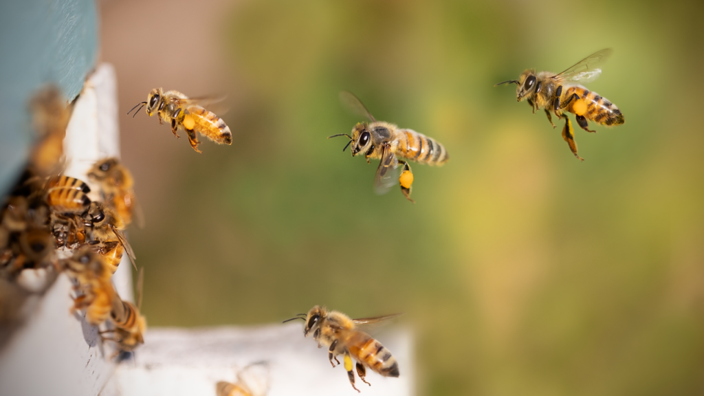 Flying bees approaching hive entrance.