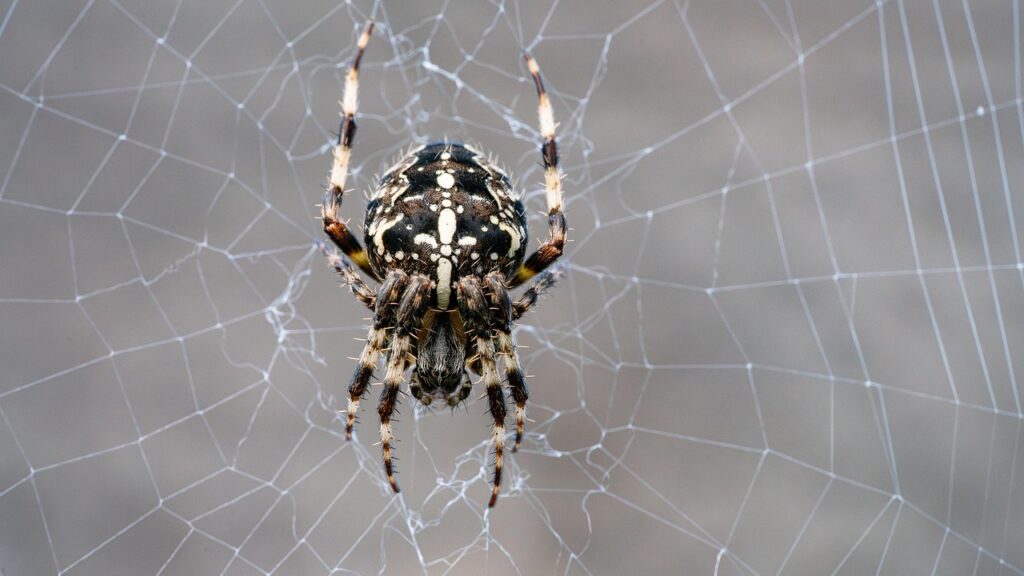 A European garden spider (Araneus diadematus) with a brown and cream-colored body rests in the center of its intricate web.