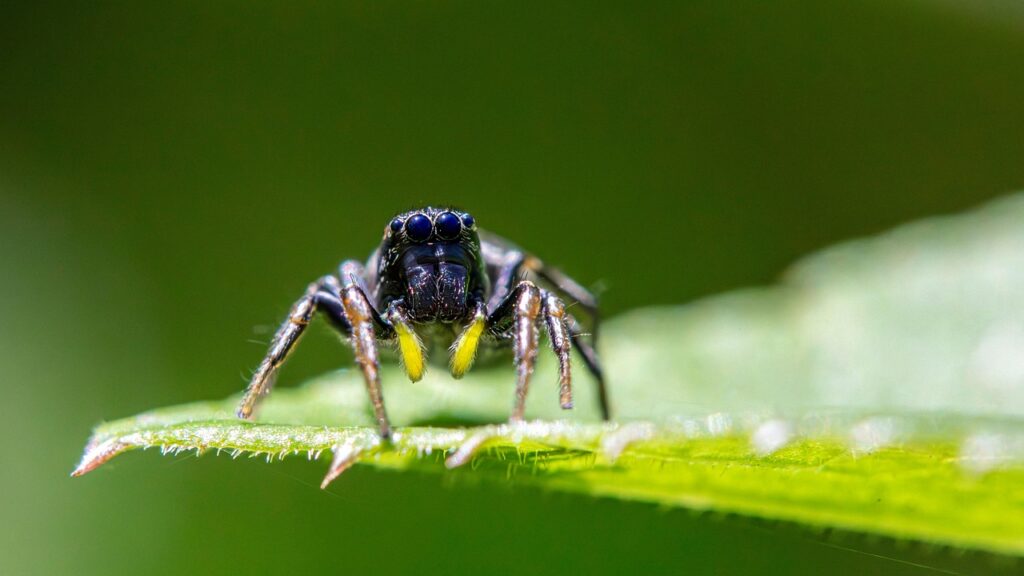 Jumping Spider on Leaf
