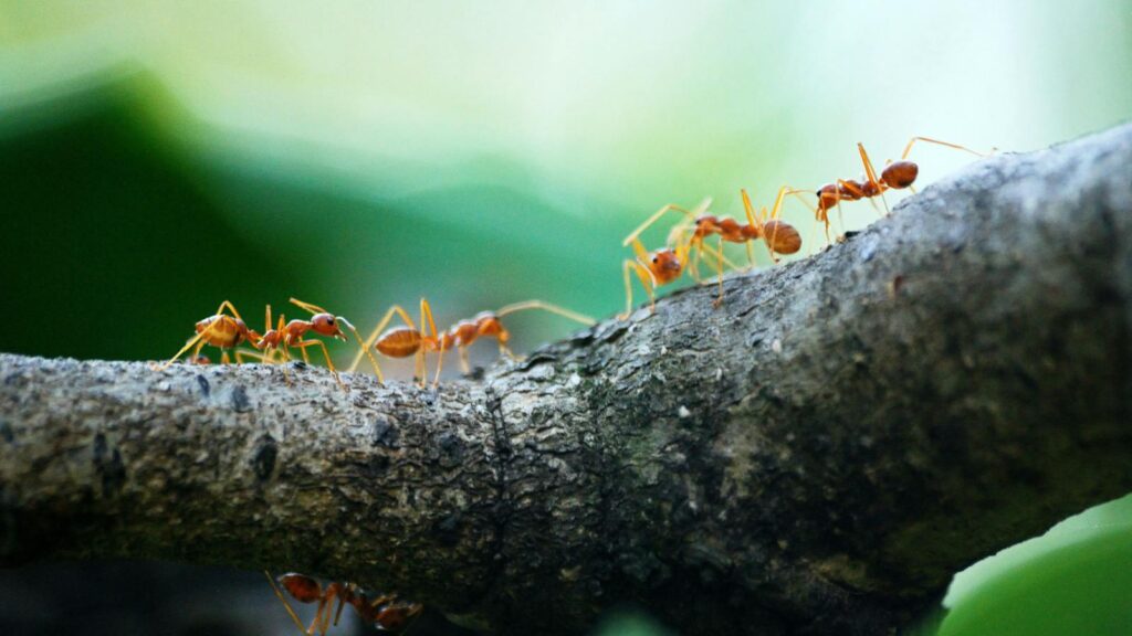 Close-up view of weaver ants working together on a tree branch in nature.