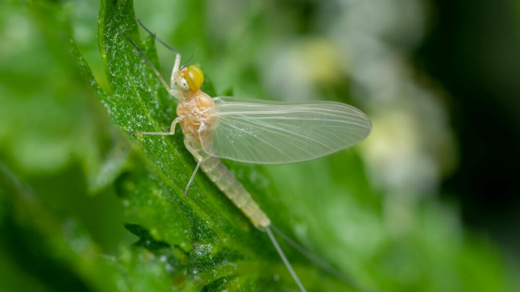 Detailed macro image of a mayfly resting on a vibrant green leaf in nature.