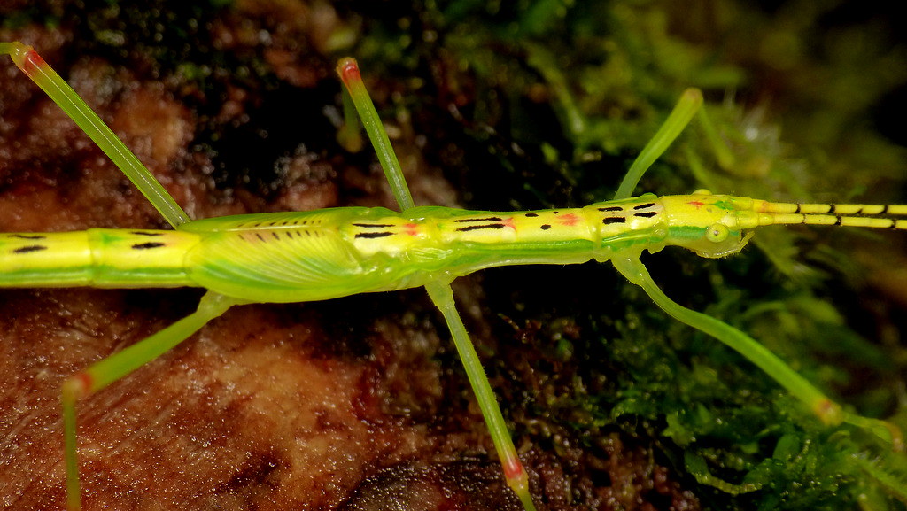 A stick insect nymph on the ground.