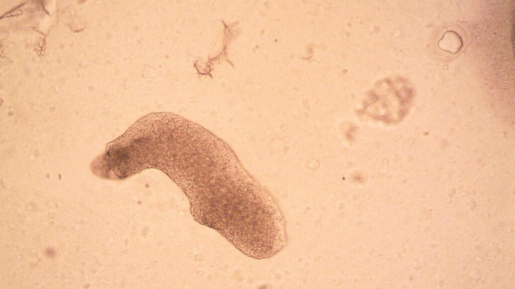 Close-up image of a tardigrade under a microscope, showcasing its unique features.