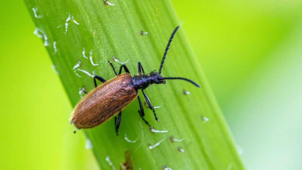 lagria hirta, rough-haired beetle, lagria beetle, beetle identification, beetle habitat, insect lifecycle, adult beetle, beetle morphology, beetle behavior, forest beetle, beetle diet, herbivorous beetle, insect ecology, beetle conservation, beetle species, larval stage, beetle predation, hairy beetle, insect taxonomy, beetle distribution