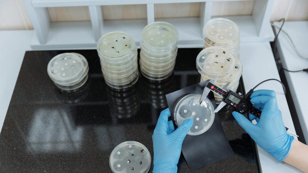 Scientist measuring bacteria growth in petri dishes under sterile lab conditions.