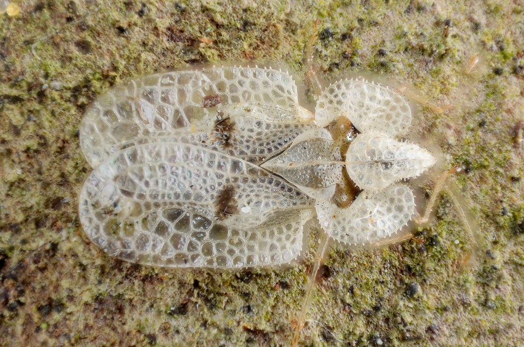 A macro-shot of a lace bug, displaying its beautiful features