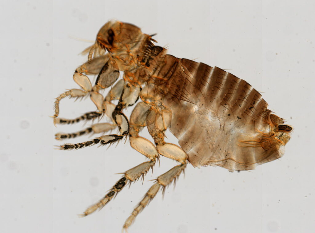 A microscopic image of a flea.
