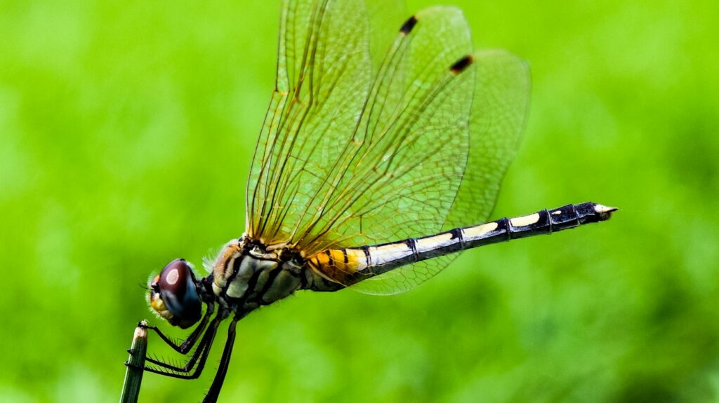 shallow focus photography of dragonfly