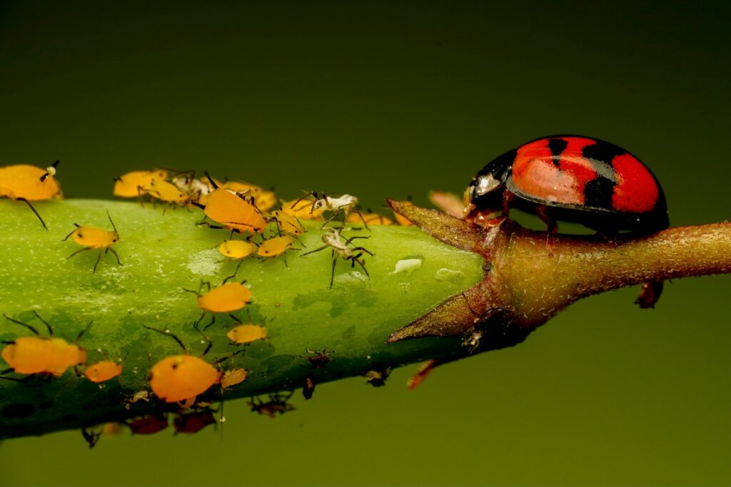 A ladybug on a green stem