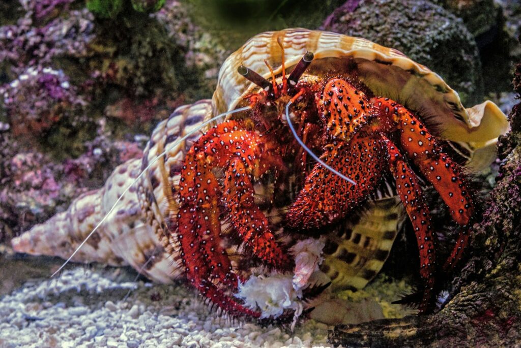 Underwater photography of hermit crab