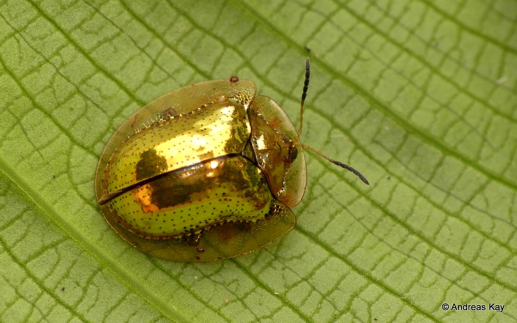 The dorsal view of a Golden Tortoise Beetle on a green leaf