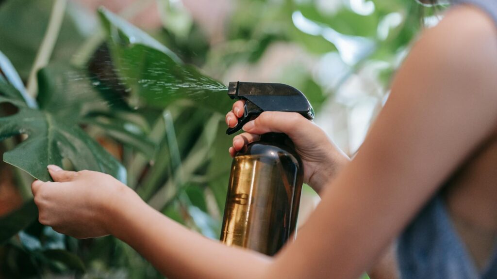 Person misting green leaves with a spray bottle.